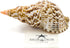 Conch Shell Decor - Seashell Decor - 8-9" Large Triton Sea Shell - Shells for Decoration - Large Seashells for Crafts - Magic Conch Shell Room Déc...