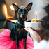 2 Pcs Dog Crown Headband Dog Tutu Dress Set Crystal Rhinestone Dog Tiara Crown Tutu Skirt Dog Dress Cute Pet Costume for Puppy Dog Birthday Party ...