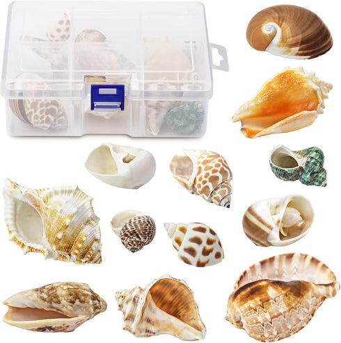 Hermit Crab Shell - Openning Size 0.6"-2" Medium to Large Growth Turbo Seashells Natural Sea Shells for Hermit Crab Supplies, Aquarium Décor, Naut...