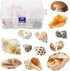 Hermit Crab Shell - Openning Size 0.6"-2" Medium to Large Growth Turbo Seashells Natural Sea Shells for Hermit Crab Supplies, Aquarium Décor, Naut...