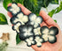 Handmade Hydrangeas Petals Flowers Mulberry Paper Flower Patch Scrapbooking Wedding DIY Craft Supplies Card Mini Artificial Paper Flowers (Black &...