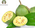 Bilva Powder - Bael Leaves Powder - Aegle marmelos -50 Gm - Supports Proper Function of The Bowels...