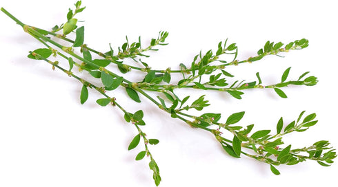 Health Embassy Knotgrass Herb | Polygonum Aviculare L | 100% Natural (50g)...
