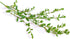 Health Embassy Knotgrass Herb | Polygonum Aviculare L | 100% Natural (50g)...
