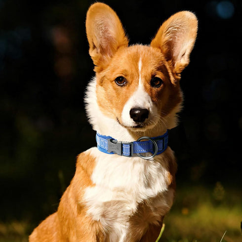 EXCELLENT ELITE SPANKER Classic Dog Collar PU Material Pet Collar with Buckle Adjustable for Small Medium Large Dogs Walking Training Black Red Bl...