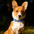 EXCELLENT ELITE SPANKER Classic Dog Collar PU Material Pet Collar with Buckle Adjustable for Small Medium Large Dogs Walking Training Black Red Bl...