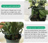 10 Pack Plant Support Plant Stakes, Metal Half Round Plant Support Ring Plastic Plant Cage Holder Flower Pot Climbing Trellis for Small Plant Flow...