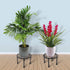 1 Pack Potted Plant Stand, Rustproof Iron Black Potted Holder Perfect for Heavy Duty Garden Container, Beverage Dispenser, Balcony, Porch, Patio...