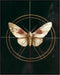 Posterizer 1 pcs-detailed delicate beautiful moth art 1-Art for Animal Lovers-Retro Art-Gift for Men Women Entrepreneur Teens School and classroo...