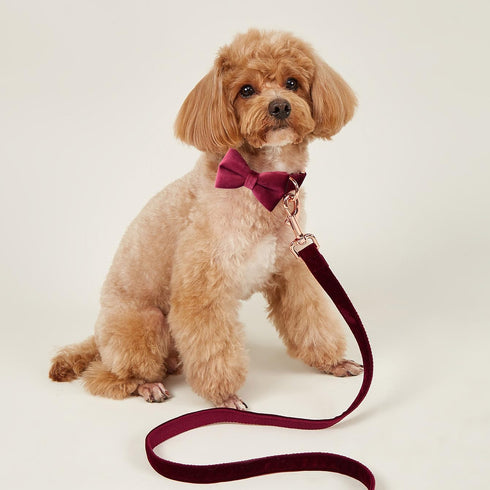 Bowtie Dog Collar, Soft & Comfy Velvet Dog Bow tie Collar, Detachable and Adjustable Dog Collars for Small Medium or Large Dogs and Cat with Safet...