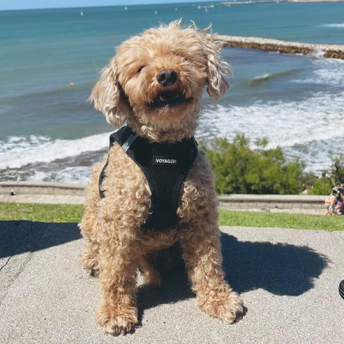 Voyager Step-in Air Dog Harness - All Weather Mesh Step in Vest Harness for Small and Medium Dogs and Cats by Best Pet Supplies - Harness (Black),...