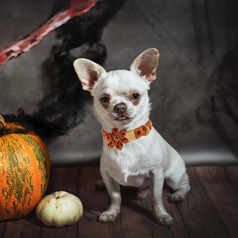 Halloween Dog Collars for Small Dog with Flower Tie,Fall Black Spider Dog Collar with Safety Metal Buckle Adjustable Puppy Collars for Medium Larg...