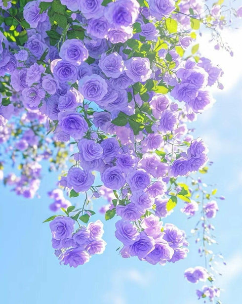 250+ Mix Climbing Roses Flowers Seeds -Rose Bushes Vine Climber Rose Seeds for Planting Outdoors-High Germination Rate Ornamental Your Garden...
