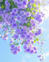 250+ Mix Climbing Roses Flowers Seeds -Rose Bushes Vine Climber Rose Seeds for Planting Outdoors-High Germination Rate Ornamental Your Garden...