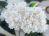 Gypsophila Flower Mulberry Paper Artificial Flowers Wedding Party Decoration DIY Home Decor Craft Cards Supplies Scrapbooking Embellishment (White...
