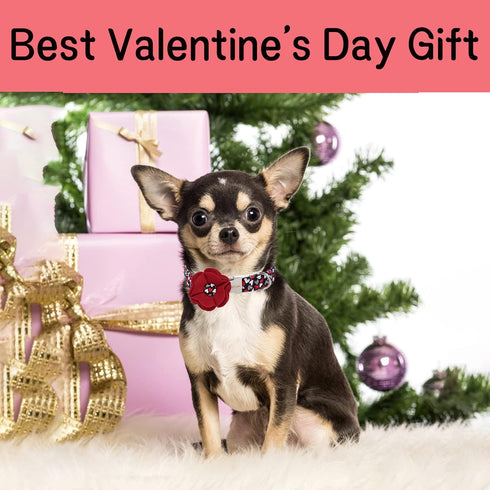Unique style paws Valentine's Day Dog Collar with Removable Felt Flower Tie Girls Boys Pet Collar for Small Medium Large Dogs-Gothic Love-XS...