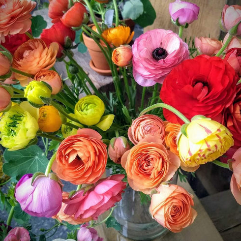 UtopiaSeeds 12 Mixed French Peony Ranunculus Corms...