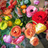 UtopiaSeeds 12 Mixed French Peony Ranunculus Corms...