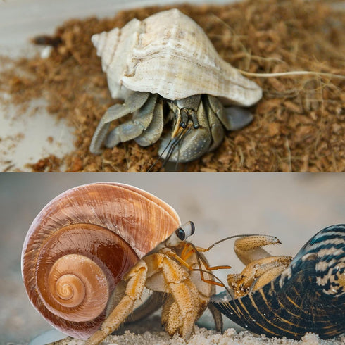 6PCS Large Hermit Crab Shells | Natural Sea Conch Size 3" - 3.5", Opening Size 1.5" - 2.5" | Turbo Seashells for Hermit Crab Supplies and Beach De...