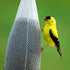 6 Pieces Food Finch Sock Feeder, Thistle Seed Sacks in White, Bird Feeder Socks, Instant Seed Sack Feeder for Wildlife Goldfinch Feeding (White)...
