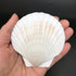 PEPPERLONELY 8 PC Large Great Scallop Sea Shells, Irish Deeps or Irish Baking Shells, 3 Inch ~ 4 Inch...