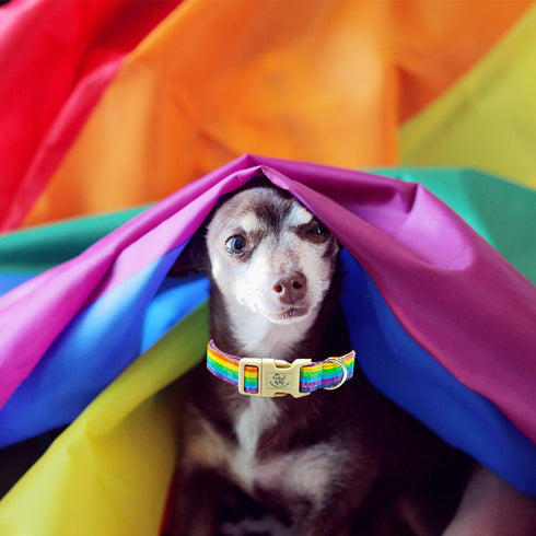 Elegant little tail Dog Collar, LGBT Holiday Pet Collar Dog Durable Rainbow Love Print Dog Collars Plastic Buckle Soft Pet Gift Adjustable Dog Col...