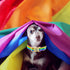 Elegant little tail Dog Collar, LGBT Holiday Pet Collar Dog Durable Rainbow Love Print Dog Collars Plastic Buckle Soft Pet Gift Adjustable Dog Col...