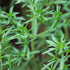 Birch & Meadow Savory, Cut & Sifted, Aromatic Herb (2.9 Ounce)...