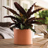 Bloem Mathers Planter w/Saucer Tray 8" Muted Terra Cotta...