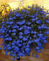 Mix Creeping Thyme Seeds Ground Cover for Planting, Thymus Serpyllum Heirloom Seeds for Rock Gardens, Along Borders, Fences & walkways Ornamental ...