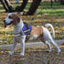 Dog Harness,No-Pull Service Dog Harness with Handle Adjustable Outdoor Pet Dog Vest 3M Reflective Nylon Material Vest for Breeds,Easy Control for ...