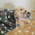 1 Pack 3 Puppy Blankets Super Soft Warm Sleep Mat Cute PAW Print Blanket Fleece Pet Blanket Flannel Throw Dog Blankets for Small Dogs Puppy Cats,G...