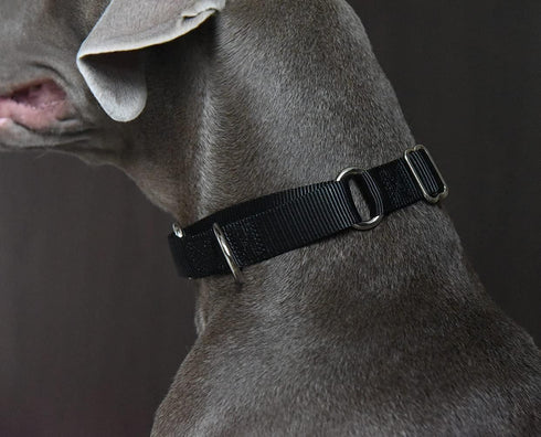 Martingale Dog Collar, Heavyduty Nylon Dog Collar, Black, Large...