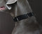 Martingale Dog Collar, Heavyduty Nylon Dog Collar, Black, Large...