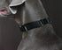 Martingale Dog Collar, Heavyduty Nylon Dog Collar, Black, Large...