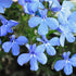 200Pcs Blue Splash Lobelia Seeds Lobelia Erinus Non-GMO Hanging Baskets Window Boxes & Ground Cover Rock Garden by YEGAOL Garden...