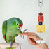 Bird Skewer, Bird Food Holder Bird Cage Food Holder Hanging Food Bird Skewer Stainless Steel Parrot Hanging Vegetable Fruit Feeder Parrot Foraging...