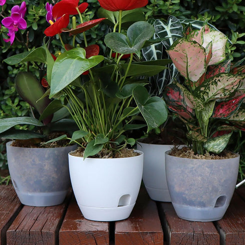 Plant Pots 6 Inch Set of 3, Self Watering Pots Flower Pots Indoor Outdoor, Plastic Planters with Drainage Hole Saucer Reservoir (Clear)...