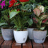 Plant Pots 6 Inch Set of 3, Self Watering Pots Flower Pots Indoor Outdoor, Plastic Planters with Drainage Hole Saucer Reservoir (Clear)...