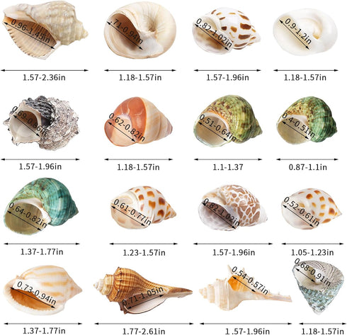16PCS Hermit Crab Shells Medium Small | Sea Conch Size 1.1" - 2.4" | Medium Small Shells Set - Growth Turbo Seashells for Natural Hermit Crab Supp...