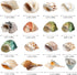 16PCS Hermit Crab Shells Medium Small | Sea Conch Size 1.1" - 2.4" | Medium Small Shells Set - Growth Turbo Seashells for Natural Hermit Crab Supp...
