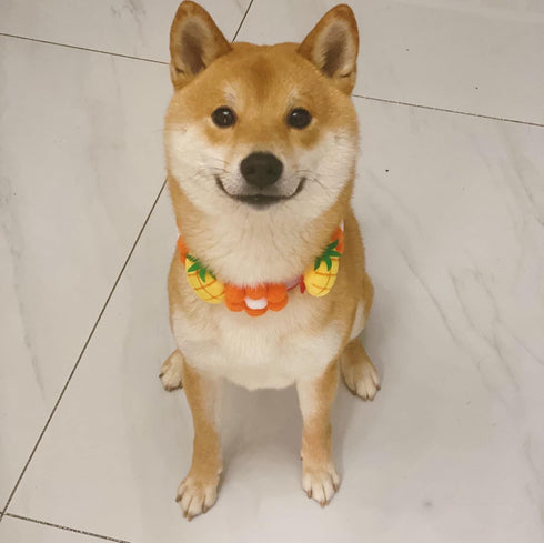 Dog Fruit Wreath Collar, Adjustable Pet Necklace Felt Collar Dog Flower Necklace for Large Dogs Chrismas New Year Birthday Dress-up Party(Pineappl...