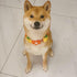 Dog Fruit Wreath Collar, Adjustable Pet Necklace Felt Collar Dog Flower Necklace for Large Dogs Chrismas New Year Birthday Dress-up Party(Pineappl...
