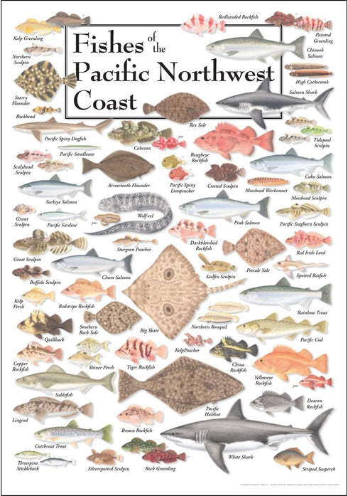 Earth Sky + Water Poster - Fishes of the Pacific Northwest Coast...