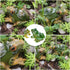 4 PCS Miniature Frog Statue, Outdoor Garden Frog Figurines Decoration, Mini Cute Frog Figures for Patio Yard Micro Landscape Fairy Garden Ornament...