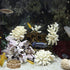 6 Pieces Aquarium Shrimp Feeding Dish Glass Fish Clear Small Feeding Bowl Food Bowl,Pet Water Tray Feeding Cup...