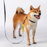 in Training Ask Before Petting Dog Leash Sleeve with Yellow Training Alert - Gift for Dogs (Ask Before Petting Me Sleeve)...
