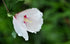 Seeds Marshmallow (Althaea officinalis) Medicinal Perennial Herbs for Planting Heirloom Non GMO...