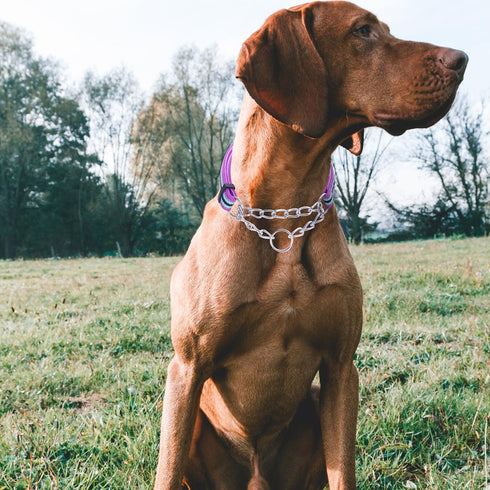 Reflective Martingale Dog Collars, Adjustable Soft Neoprene Padded Breathable Nylon Pet Collar for Puppy, Medium and Large Dogs,Purple,M...