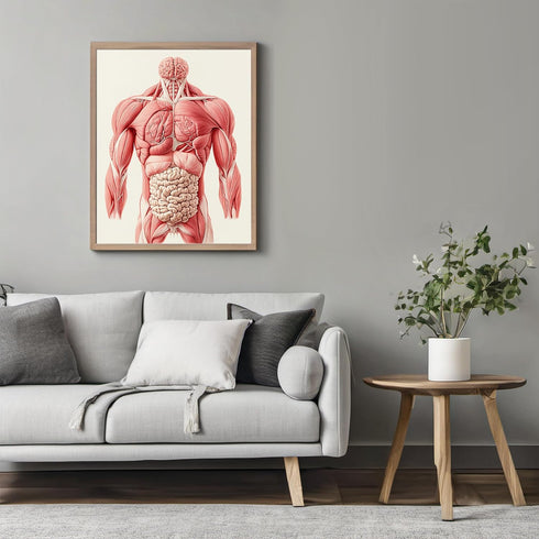 Posterizer 1 pcs-anatomical illustration of the human muscular system 3-Teachers & Classrooms-Abstract & Modern Art-School and classroom art- unfr...